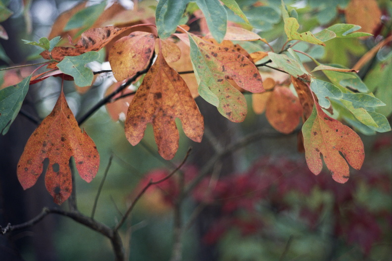 Fall in the Big South Fork